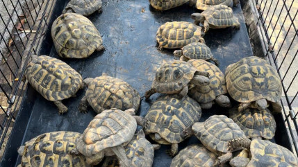 Cannes : l&rsquo;enqu&ecirc;te sur des vols de plaques d&rsquo;&eacute;gout m&egrave;ne &agrave; la d&eacute;couverte de 30 tortues prot&eacute;g&eacute;es