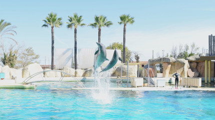 Dauphins de Marineland : le zoo de Beauval pourrait renoncer à son projet d’accueil Dauphins de Marineland : le zoo de Beauval pourrait renoncer à son projet d’accueil
