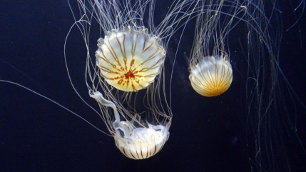 Des méduses pour fertiliser les plantes Des méduses pour fertiliser les plantes