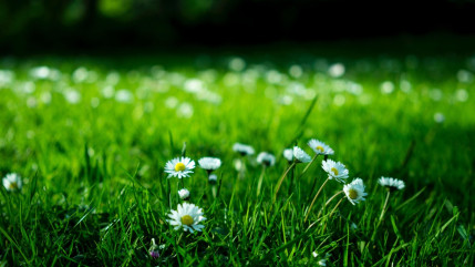 La métamorphose du Parc Carol de Roumanie commence