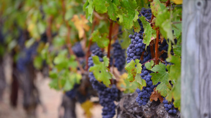 La sécheresse inquiète les viticulteurs