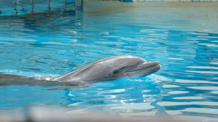 Le dauphin Rocky, transf&eacute;r&eacute; de Marineland en Espagne, est mort