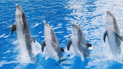 Le zoo de Beauval renonce finalement à accueillir les dauphins du Marineland d’Antibes Le zoo de Beauval renonce finalement à accueillir les dauphins du Marineland d’Antibes