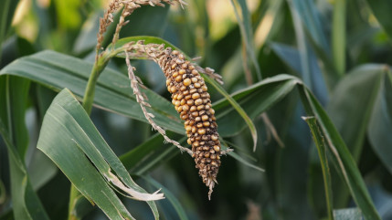Les Alpes-Maritimes pourraient subir la sécheresse jusqu'en novembre