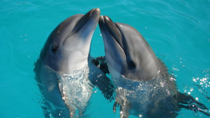 Marineland d’Antibes : la piste italienne relancée Marineland d’Antibes : la piste italienne relancée