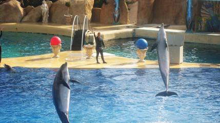Marineland : deux orques bientôt examinés par la justice Marineland : deux orques bientôt examinés par la justice