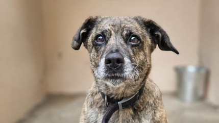 Mougins : une vingtaine de chiens lib&eacute;r&eacute;s lors d&rsquo;une intrusion dans un refuge