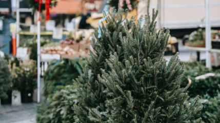 Où jeter son sapin après les fêtes ?