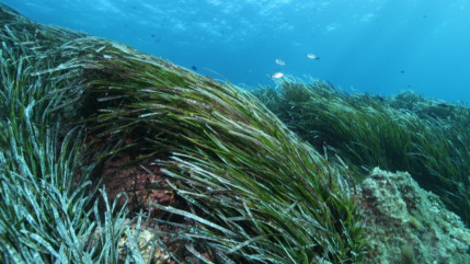 Port-Cros : le parc national fête ses 60 ans Port-Cros : le parc national fête ses 60 ans