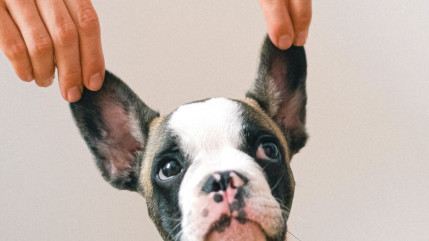 Préserver la santé des animaux dans les élevages Préserver la santé des animaux dans les élevages