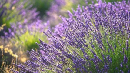 Une chenille inquiète les lavandiers du sud-est Une chenille inquiète les lavandiers du sud-est