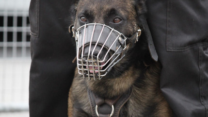 Une femme de 79 ans hospitalisée après une violente morsure de chien à Nice