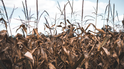 Une nouvelle vague de chaleur arrive sur la Côte d'Azur