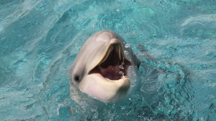 “Urgence vitale” : Marineland d’Antibes demande de l’aide à l’État pour sauver ses derniers animaux marins