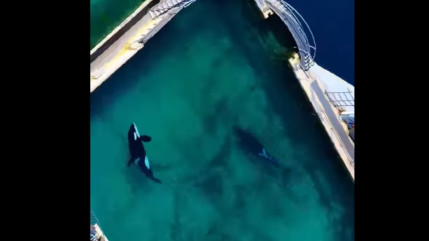 "Vous savez parfaitement qu'il n'existe aucune autre solution" : le gouvernement appelé à l'aide par Marineland au sujet de ses orques "Vous savez parfaitement qu'il n'existe aucune autre solution" : le gouvernement appelé à l'aide par Marineland au sujet de ses orques