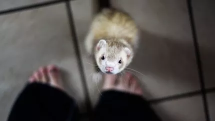 Les petits animaux pas à la fête !