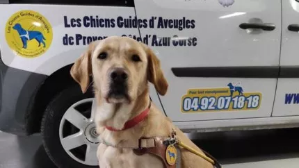 Les chiens guides d’aveugles suscitent des vocations