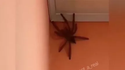 Une gigantesque araignée sème la panique dans une maison (vidéo) Une gigantesque araignée sème la panique dans une maison (vidéo)
