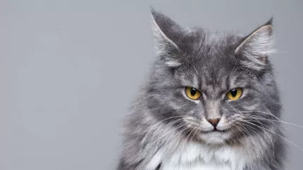 Grâce à ce questionnaire, découvrez si votre chat est un psychopathe ! Grâce à ce questionnaire, découvrez si votre chat est un psychopathe !